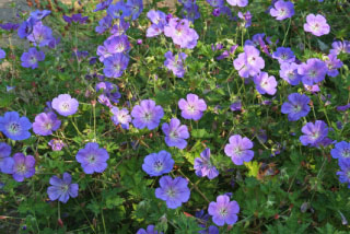 Geranium 'Gerwat' syn. Geranium 'Rozanne' bestellen